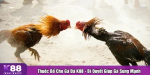 Thuốc bổ cho gà đá