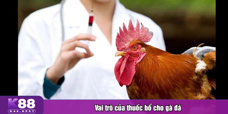 Vai trò của thuốc bổ cho gà đá